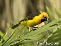 Ploceus nigricollis