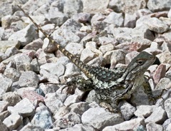 Sceloporus olivaceus