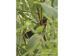 Spermophaga ruficapilla