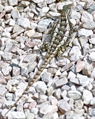 Sceloporus olivaceus