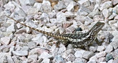Sceloporus olivaceus