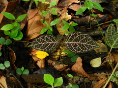 Echites rubrovenosus