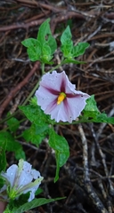 Lycianthes moziniana