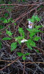 Lycianthes moziniana