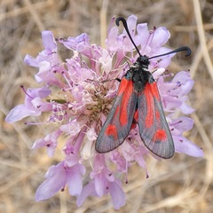 Zygaena sarpedon