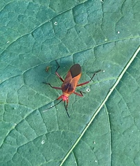 Hypselonotus bitrianguliger