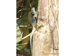 Acanthocercus ugandaensis
