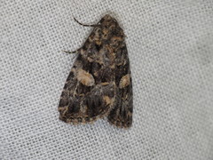 Condica macrosema