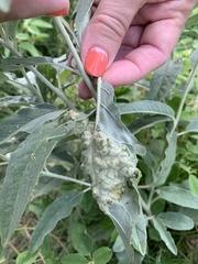 Ditylenchus phyllobius