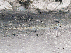 Mediodactylus heterocercus