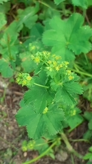 Alchemilla devestiens