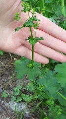 Alchemilla devestiens