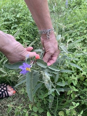 Ditylenchus phyllobius