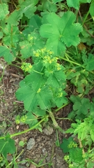 Alchemilla devestiens