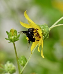 Copestylum mexicanum