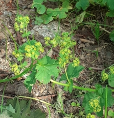 Alchemilla devestiens
