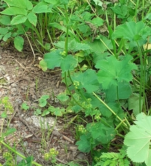 Alchemilla devestiens
