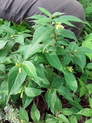 Diervilla