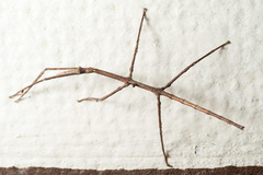 Argosarchus horridus
