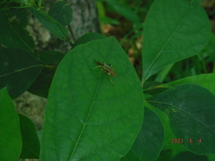 Xylomya simillima