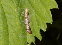 Tortricodes alternella
