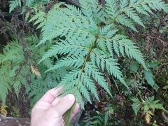 Loxsoma cunninghamii