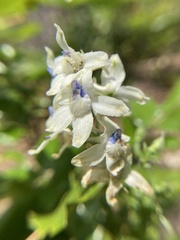 Delphinium leucophaeum
