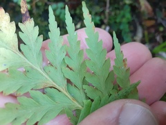 Loxsoma cunninghamii