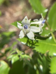 Delphinium leucophaeum
