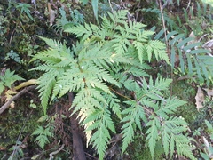 Loxsoma cunninghamii