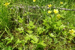 Ranunculus hispidus caricetorum