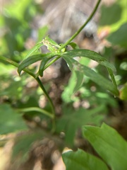 Delphinium leucophaeum