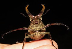 Sphaenognathus giganteus