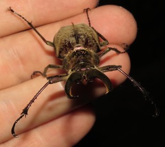 Sphaenognathus giganteus