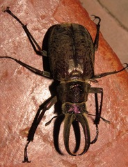 Sphaenognathus giganteus