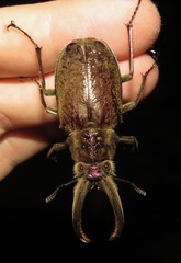 Sphaenognathus giganteus