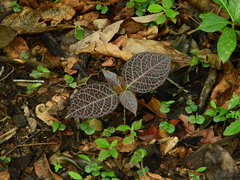 Echites rubrovenosus