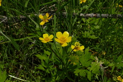 Ranunculus hispidus caricetorum