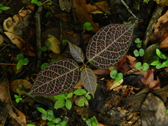 Echites rubrovenosus