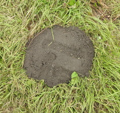 Spalax microphthalmus