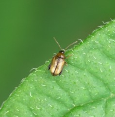Psylliodes affinis