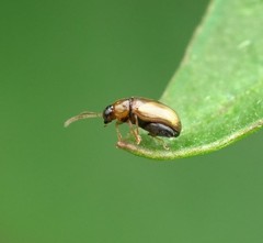 Psylliodes affinis