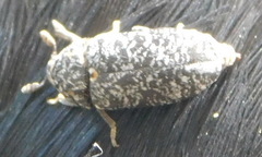 Dermestes murinus