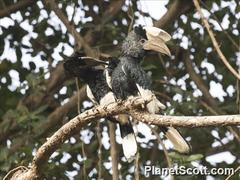 Bycanistes subcylindricus