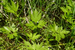 Ranunculus hispidus caricetorum