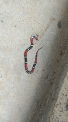 Micrurus surinamensis