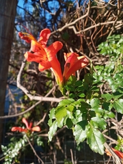 Tecomaria capensis