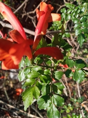 Tecomaria capensis