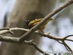 Ploceus jacksoni