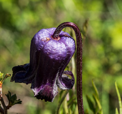 Clematis hirsutissima